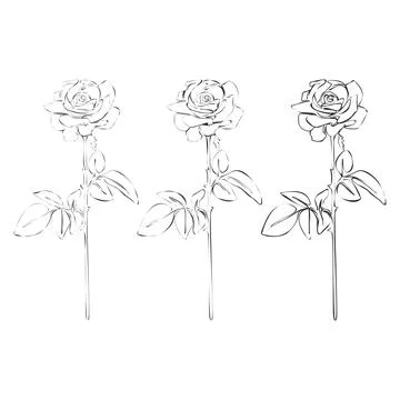 Set of Rose continuous line drawing. Botanical Coloring. Floral Line Art. F.. イラスト素材
