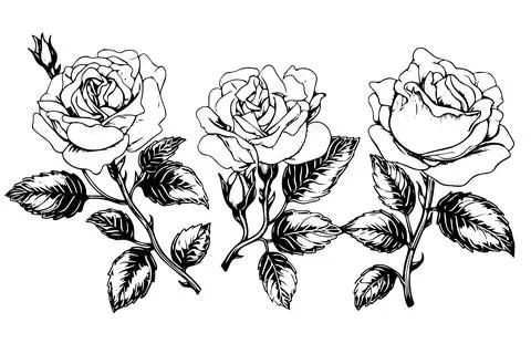 Set of rose flower hand drawn ink sketch. Engraving style vector illustration. Stock Illustration