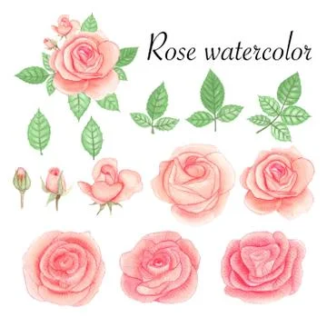 Set of rose watercolor elements. Flower, leaves, bud, botanic isolated on whi Stock Illustration