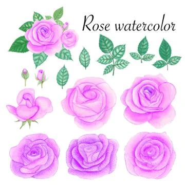 Set of rose watercolor elements. Flower, leaves, bud, botanic isolated on whi Illustrazione stock