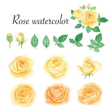 Set of rose watercolor elements. Flower, leaves, bud, botanic isolated on whi Stock Illustration