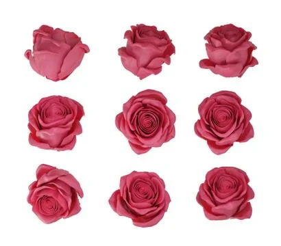 Set of rosebuds isolated on white background Stock Illustration
