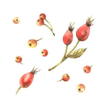 Set with rosehip berries and branches in warm autumn tones, hand-painted Stock Illustration