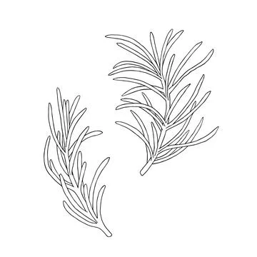 Set of rosemary or pine, spruce, fir branches in silhouette. Vector illustration Stock Illustration