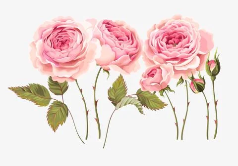 Set of roses Stock Illustration