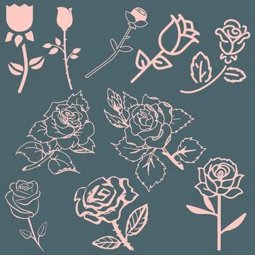 Set of roses, pattern of roses, illustrations rose pattern with pink background. 스톡 일러스트