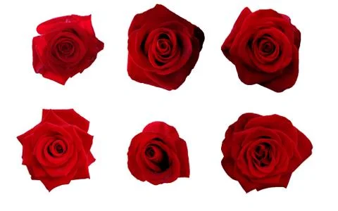 Set roses Stock Photos