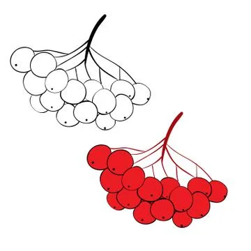 Set of rowan brush painted with black lines and painted, isolated object on a Stock Illustration