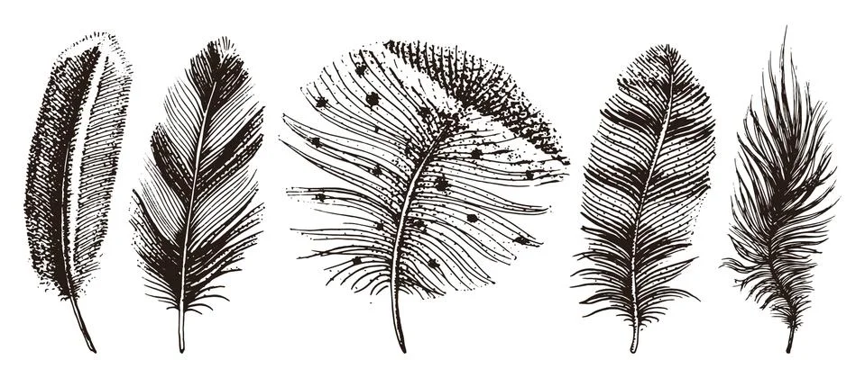 Set of Rustic realistic feathers of different birds, owls, peacocks, ducks 스톡 일러스트