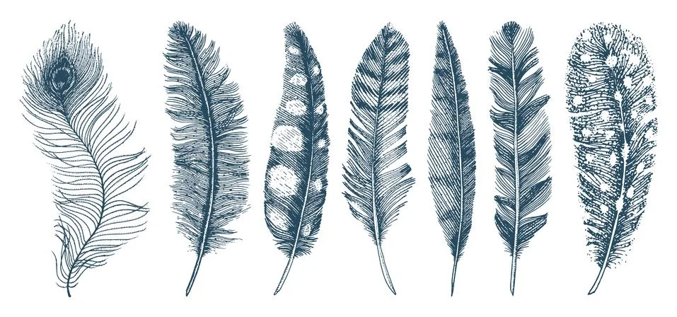 Set of Rustic realistic feathers of different birds, owls, peacocks, ducks Stock Illustration