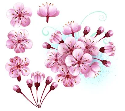 Set of sakura flowers Illustrazione stock