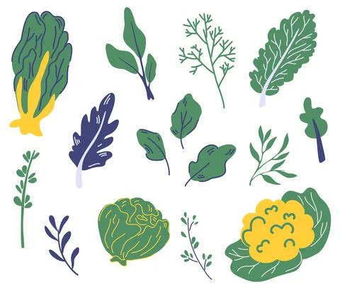 Set of salad greens. Different types of salad. Lettuce, watercress, kale, spi Stock Illustration