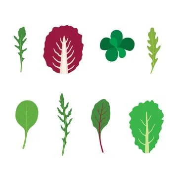 Set of salad greens vector. Mix of salad leaves. Arugula, chard, spinach, corn Stock Illustration
