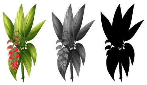Set of same plant Illustrazione stock