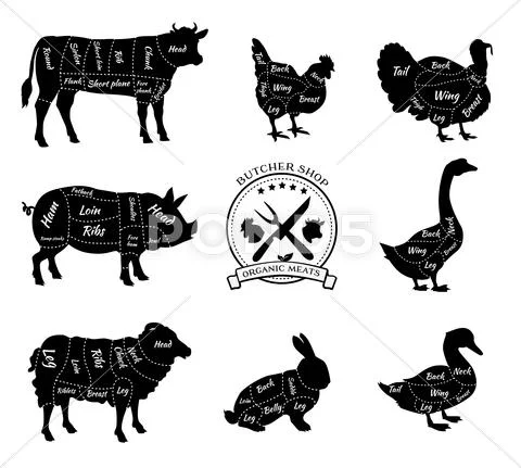 Set Schematic Vew of Animals for Butcher Shop: Graphic #61399993