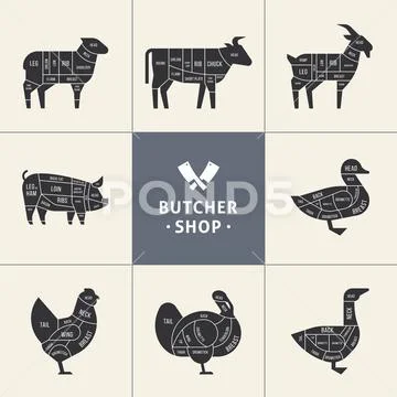 Set a schematic view of animals for the butcher shop.: Royalty Free ...