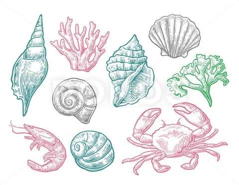 Set sea shell, coral, crab and shrimp Stock Illustration