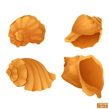 Set of sea shell. イラスト素材