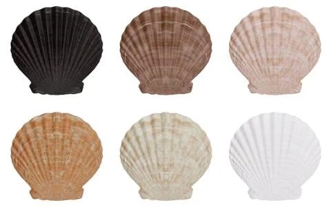 Set of sea shell outer side isolated on white background with shadow. Sea shell Stock Illustration