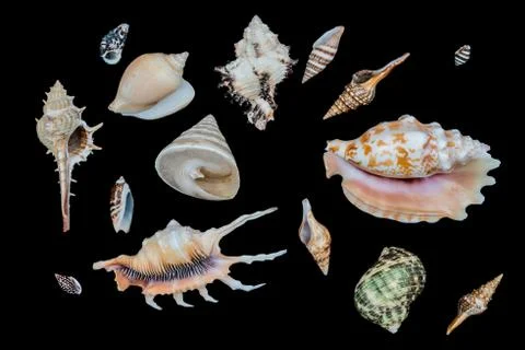 Set of sea shells on a black background. Foto stock