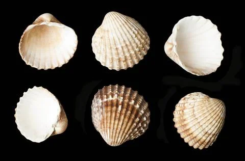 Set of sea ??shells black isolated Set of sea ??shells black isolated. Stu... Stockfoto's