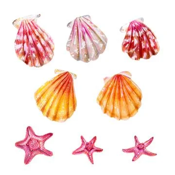 Set of sea shells of scallops and sea stars. Stock Illustration