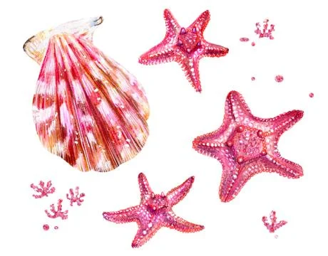 Set of sea shells of scallops and sea stars. Stock Illustration