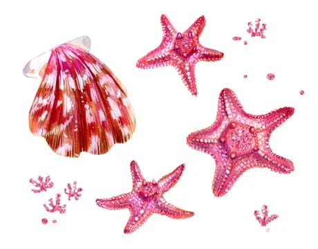 Set of sea shells of scallops and sea stars. Stock Illustration