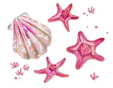 Set of sea shells of scallops and sea stars. Stock Illustration
