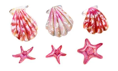 Set of sea shells of scallops and sea stars. Stock Illustration