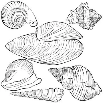 Set with sea shells of various shapes line art Stock Illustration