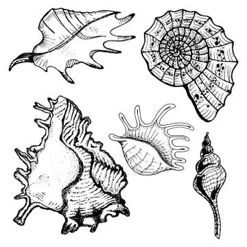 Set of sea shells. Vector illustration of beautiful sea shells. Hand drawn do Stock Illustration