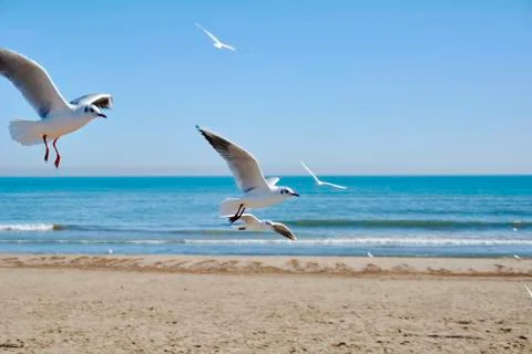Set of seagulls flying on the beach Stock Photos