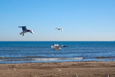 Set of seagulls flying on the beach Stock Photos