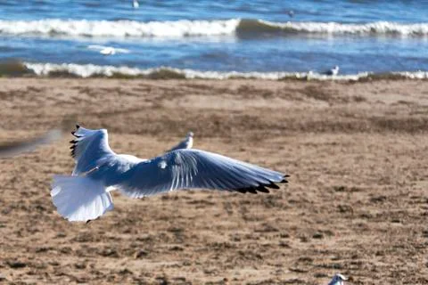 Set of seagulls flying on the beach Stock Photos