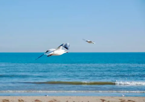 Set of seagulls flying on the beach Stock Photos