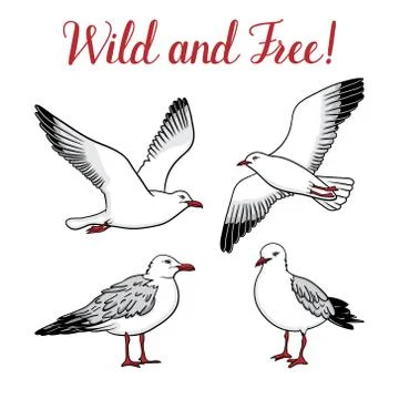 Set with seagulls isolated on white background Stock Illustration