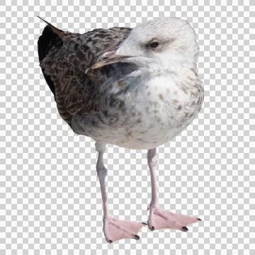 Set of seagulls isolated on white background. Stock Photos