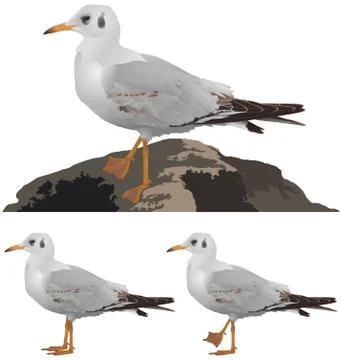 Set of seagulls isolated on white Stock Illustration