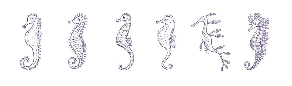 Set seahorses different forms. Vector ocean animals underwater life doodle line Stock Illustration