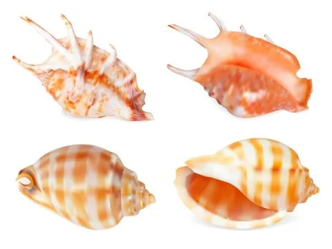 Set of Seashell, isolated on white. Vector illustration Stock Illustration