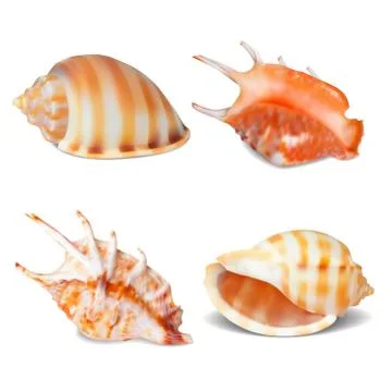 Set of Seashell, isolated on white. Vector illustration Illustrazione stock
