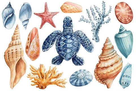 Set Seashell, starfish, turtle and coral watercolor clipart. Beautiful Marine Stock Illustration