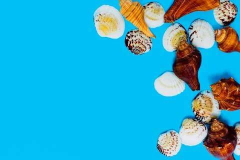 Set of seashells and conches on a blue background. summery objects. wallpaper to Stock Photos
