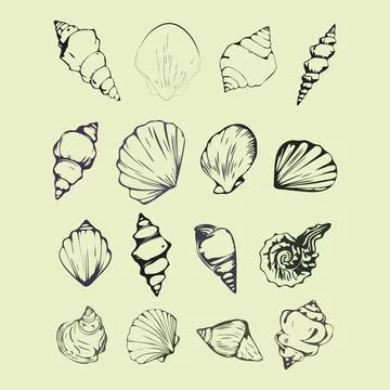 A set of seashells are drawn in black and white Stock Illustration