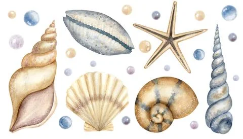 Set of Seashells. Big hand drawn Bundle of Sea Shells on isolated background Stock Illustration