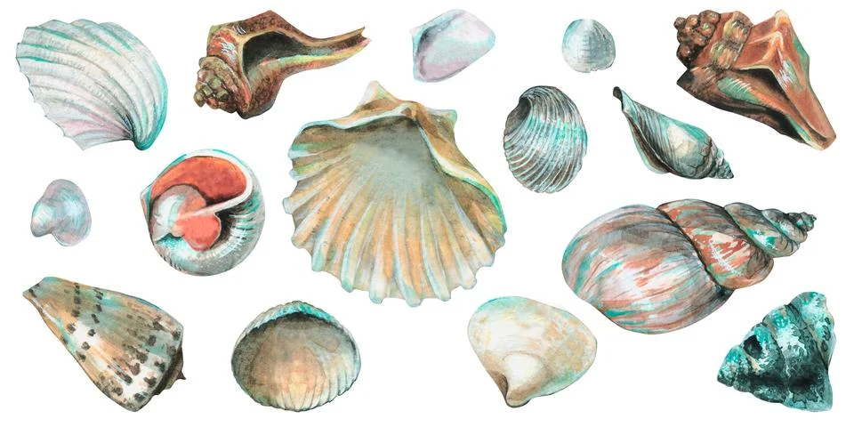 Set of Seashells. Big hand drawn Bundle of Sea Shells on isolated background Illustrazione stock