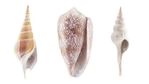 Set of seashells for decoration of summer backgrounds. 3d rendering. Stock Illustration