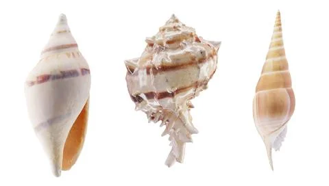Set of seashells for decoration of summer backgrounds. 3d rendering. Stock Illustration
