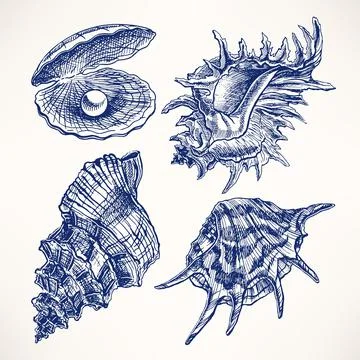Set with seashells 스톡 일러스트